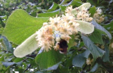 Bumblebee on lime blossom in Haddington, East Lothian