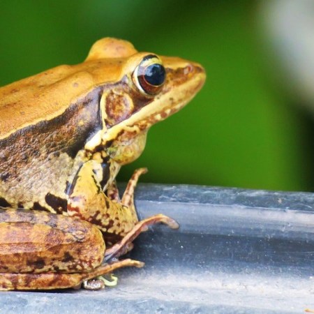 Pixabay image of frog