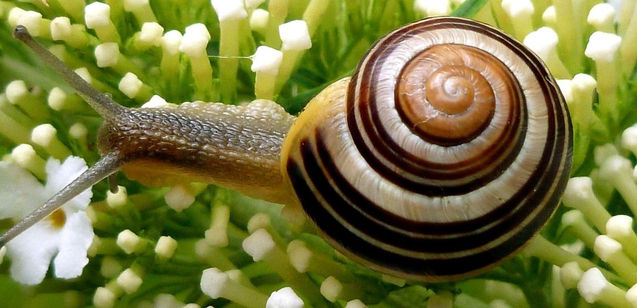Pixabay snail