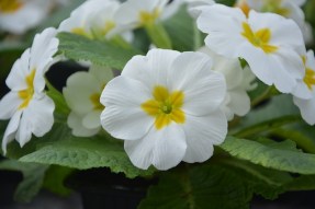 Close up of primroses