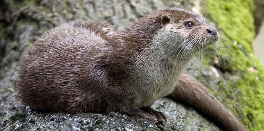 Otter on tree trunk