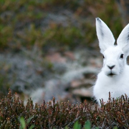 Arctic hare