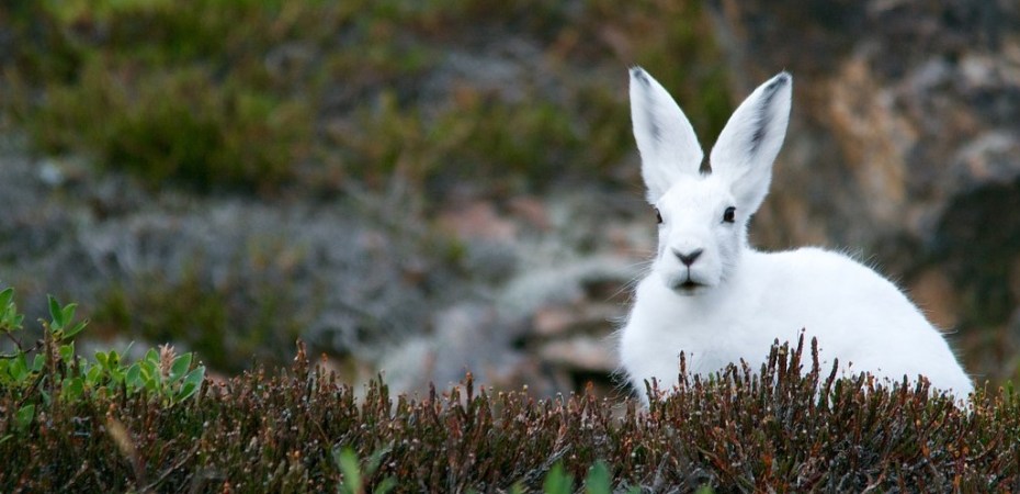 Arctic hare