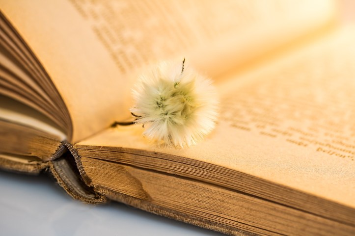 Small dandelion seed head on an old faded book